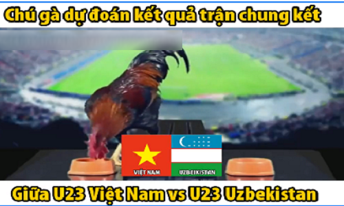 Video: “Gà tiên tri” dự đoán chung kết U23 Việt Nam vs U23 Uzbekistan