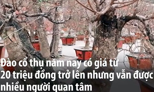 Video: Đào cổ thụ chơi Tết giá hàng chục triệu ở Hà Nội