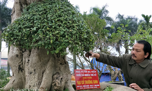 Duối kiểng "Đại cổ trường sinh" được rao bán 3 tỷ có gì đặc biệt?