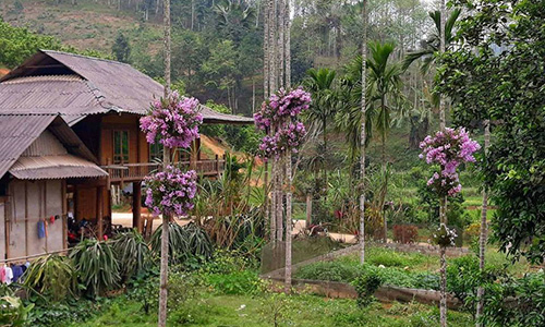 Cho lan "sống chung" với cây cau, ngắm hoa đẹp ngỡ ngàng