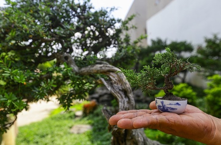 Chiêm ngưỡng bonsai tí hon giá nghìn đô khiến người chơi “phát sốt“