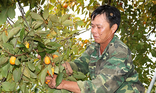 Những vườn hồng sai quả, dân hái mỏi tay không xuể ở xứ Nghệ