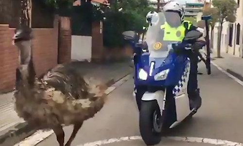 Video: Cảnh sát lái xe máy, ô tô truy đuổi đà điểu đến chết