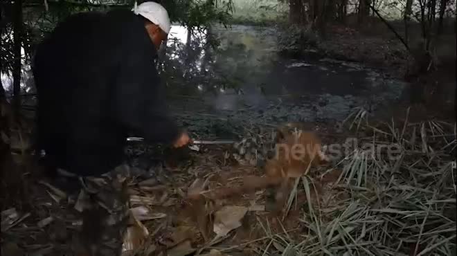 Video rắn hổ mang chúa tu nước ừng ực vì khát