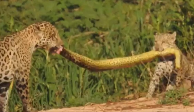 Video: Hai mẹ con báo đốm “làm thịt” quái vật đầm lầy ở Brazil