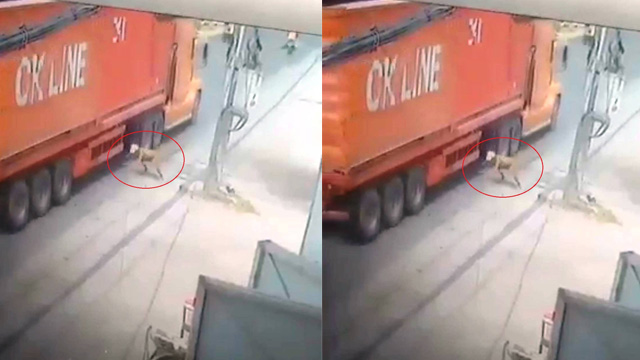 “Đứng tim” clip người đàn ông lao đầu vào gầm xe container