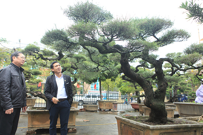 Cứu hàng chục "cụ cây", người đàn ông có ngay vườn bonsai "triệu đô"