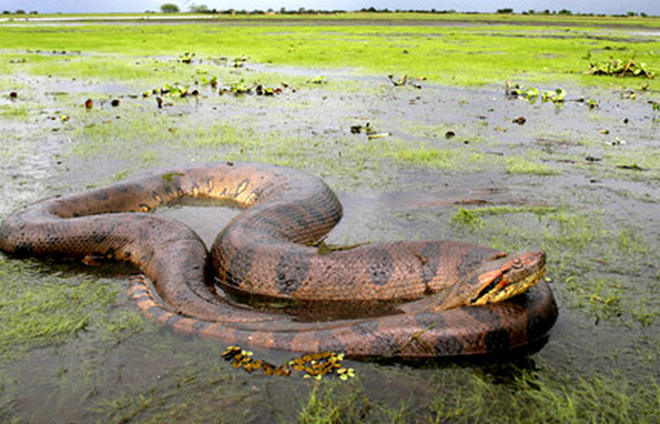 Video: Trăn Anaconda - quái vật khổng lồ đáng sợ nhất đầm lầy Amazon