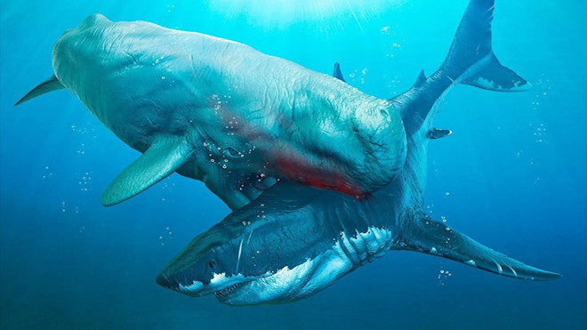 Video: Những kẻ thù nguy hiểm của 'siêu quái vật' Megalodon