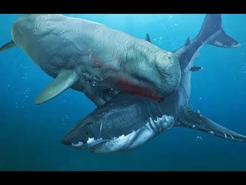 Video: 'Thủy quái' Livyatan - kình địch của Megalodon dưới đáy đại dương