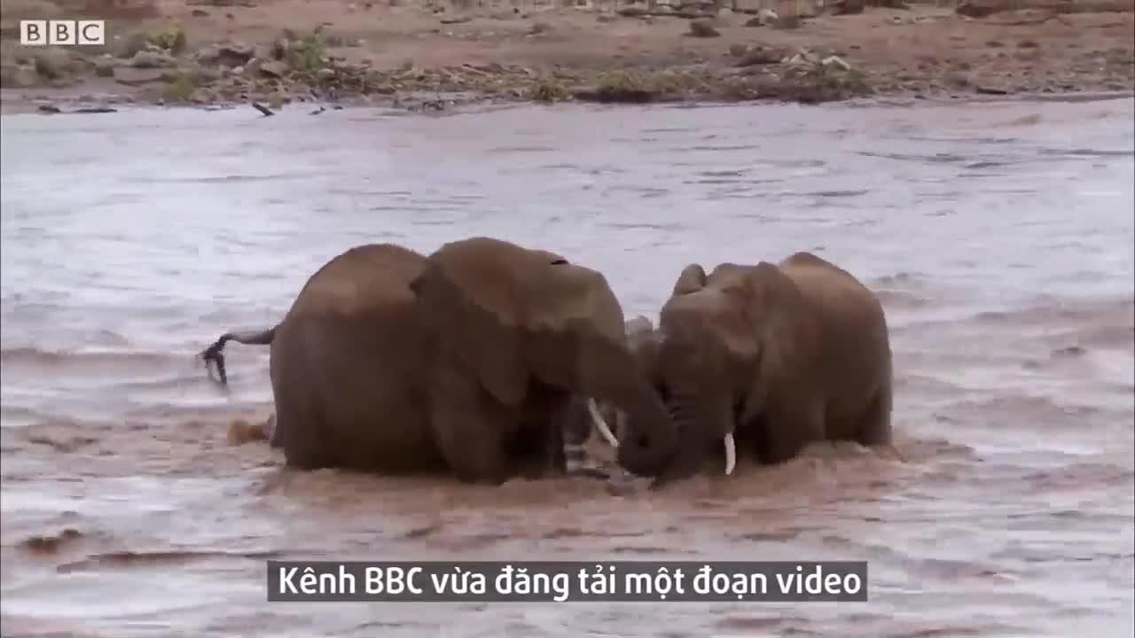 Video: Voi mẹ bất lực nhìn đàn con bị nước cuốn trôi và cái kết cảm động