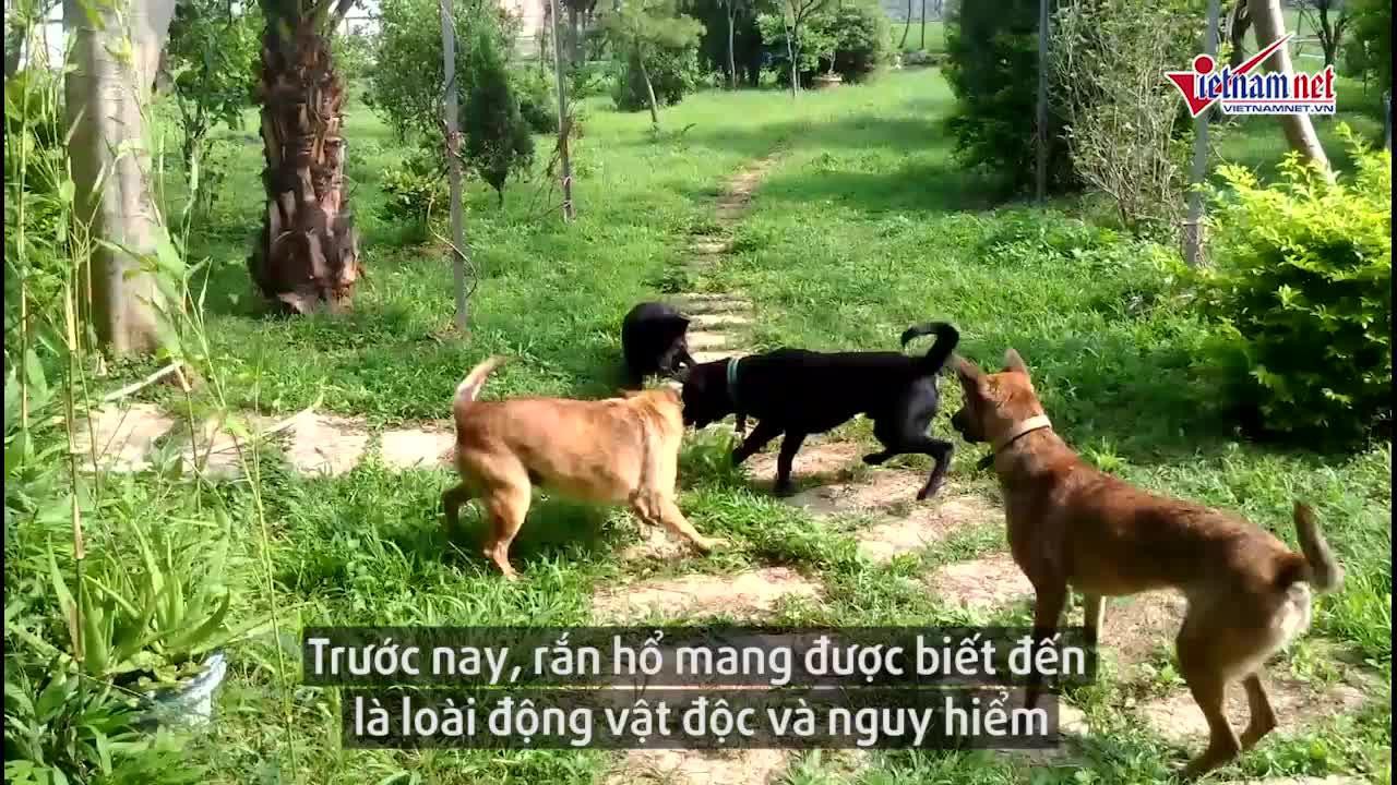 Video: Bị 'tứ cẩu phanh thây', rắn hổ mang nhận kết cục bi thảm