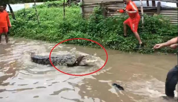 Video: Nước lũ tràn bờ, cá sấu lẻn vào khu dân cư 'trộm' chó ở Ấn Độ