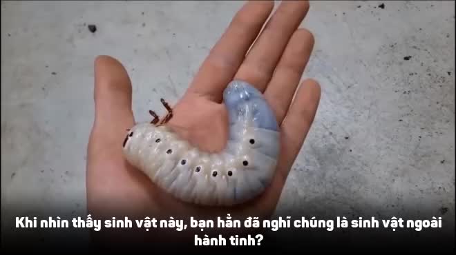 Video: Xem loài bọ như “sinh vật ngoài hành” tinh lột xác