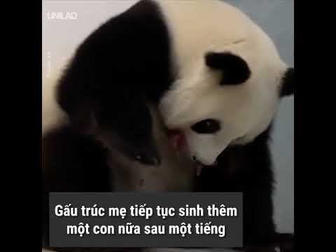 Video: Cặp gấu trúc song sinh hiếm gặp ra đời ở Đức