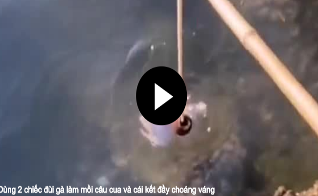 Video: Dùng 2 chiếc đùi gà làm mồi câu cua và cái kết