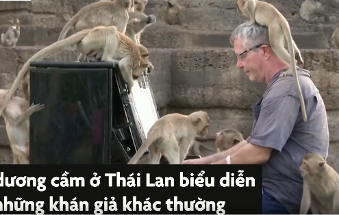 Video : Người đàn ông chơi piano cho hàng trăm con khỉ