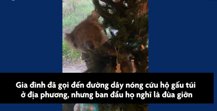 Video: Gấu túi lẻn vào núp trong cây thông Noel ở Australia