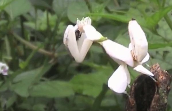 Video : Loài côn trùng có tài ngụy trang như một bông hoa