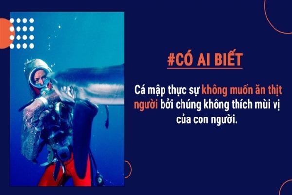 Có ai biết: Cá mập thực ra không muốn ăn thịt người