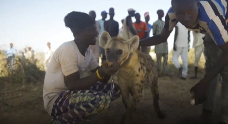 Video: Nghề huấn luyện linh cẩu ở Nigeria