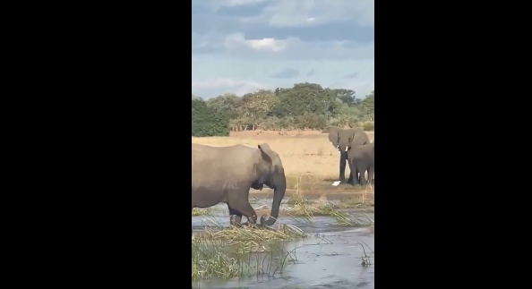 Video: Cả gan chọc giận voi, cá sấu trả giá bằng cả tính mạng