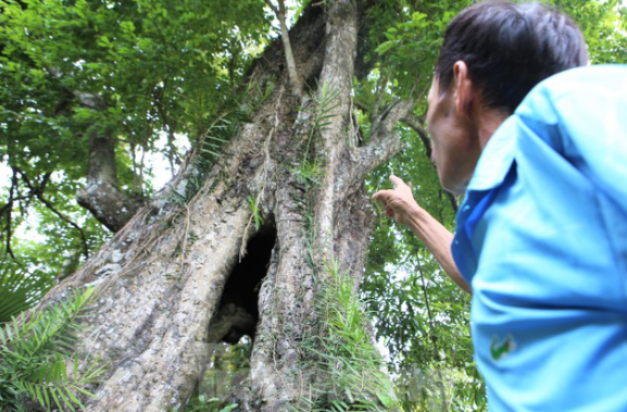 Lạ kỳ cây thị "ăn thề" 700 trăm năm rỗng gốc ở Hà Tĩnh