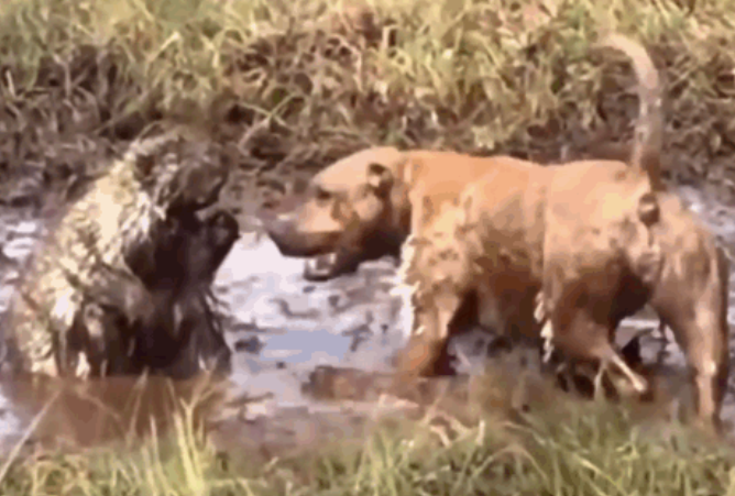 Video: Tử chiến nhím trong vũng bùn, chó Pitbull bị gai găm đầy mặt