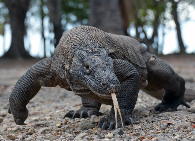 Video: “Lạnh gáy” cảnh rồng Komodo háu đói nuốt sống cả con khỉ