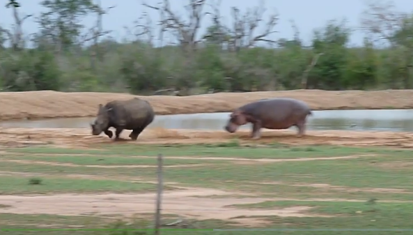 Video: Gây sự với hà mã, tê giác đen chạy "bán sống bán chết"