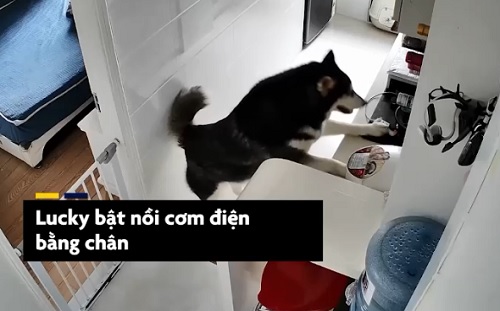 Video: Chú chó husky biết nấu cơm, làm việc nhà