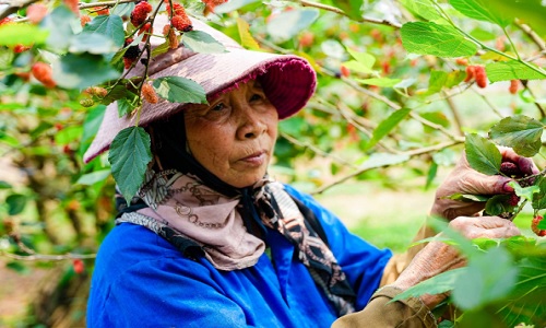 Tất bật thu hoạch dâu tằm ở ngoại thành Hà Nội