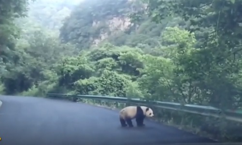 Video: Tài xế thích thú khi bắt gặp gấu trúc lang thang trên đường