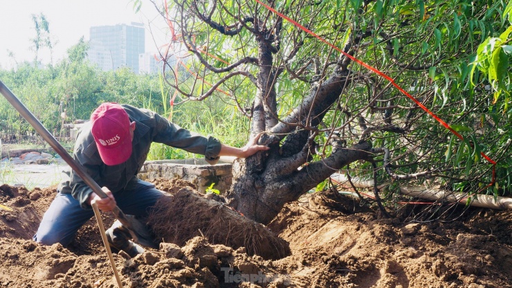 Hà Nội: Kiếm bạc triệu mỗi ngày từ việc đi đánh gốc đào thuê