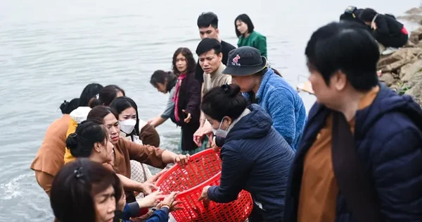 Phóng sinh gần 700kg cá trên sông Hồng