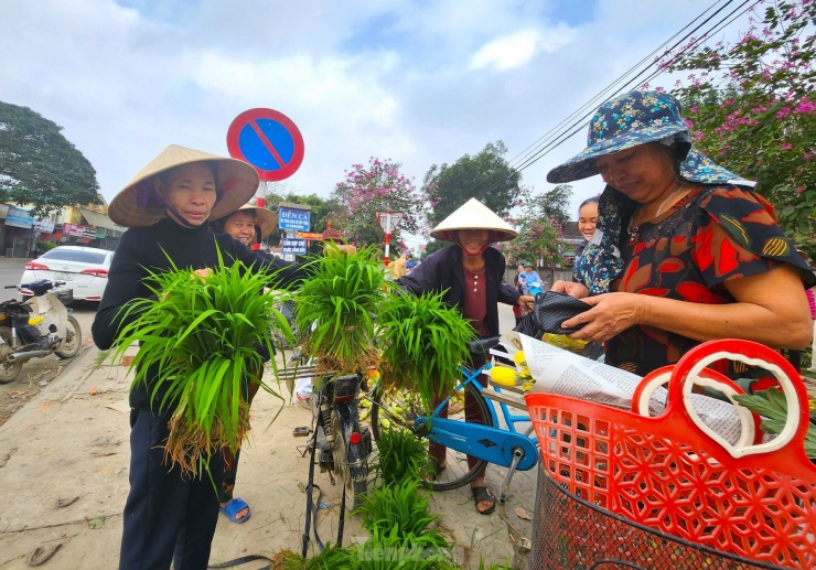 Độc lạ phiên chợ bán mạ non một năm họp vài ngày ở Nghệ An