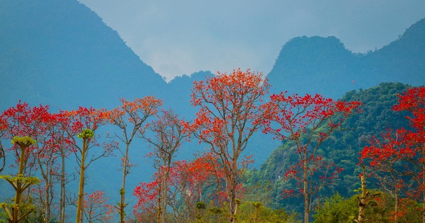 Những chùm hoa gạo đỏ rực vùng quê xứ Nghệ đẹp đến nao lòng