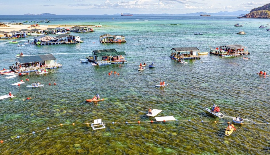 “Cánh đồng vàng” rong mơ làng chài Nhơn Hải hút du khách