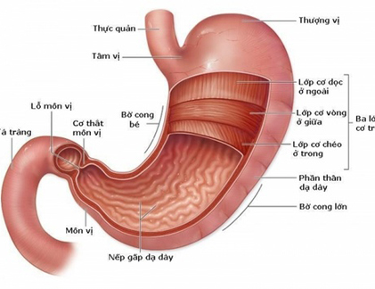 Nguyên nhân đàn ông dễ bị ung thư dạ dày