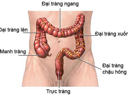 Cách giúp bạn ngừa ung thư đại tràng hiệu quả