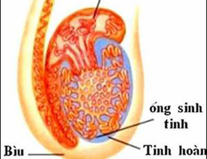 Các dạng ung thư tinh hoàn ở nam giới