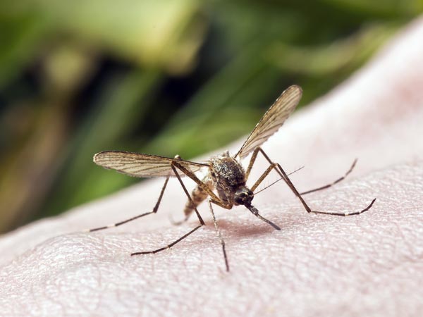 Chuyên gia bật mí cách ngăn ngừa sốt chikungunya