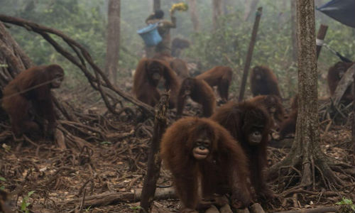 Đười ươi Indonesia tràn xuống phố vì... khói mù