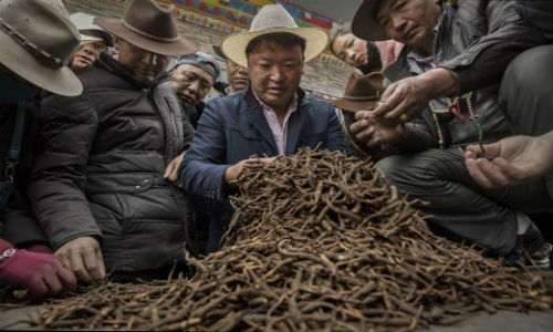 Săn đông trùng hạ thảo trên núi cao 4.500 m