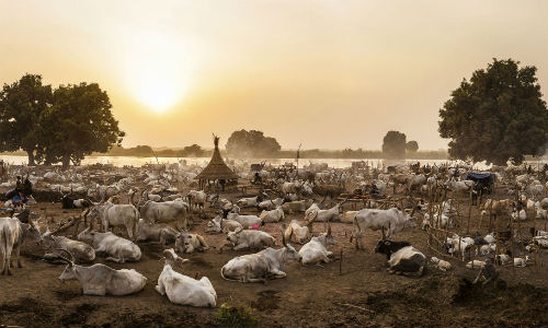 Cuộc sống với đàn bò của bộ lạc Mundari ở Nam Sudan