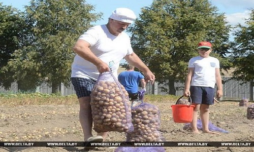 Trồng khoai tây, “thú vui tao nhã” của Tổng thống Belarus Lukashenko