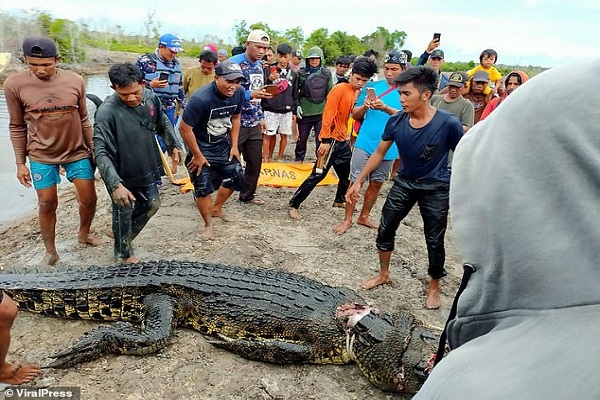 Rùng mình cá sấu khổng lồ ăn thịt người phụ nữ đi câu