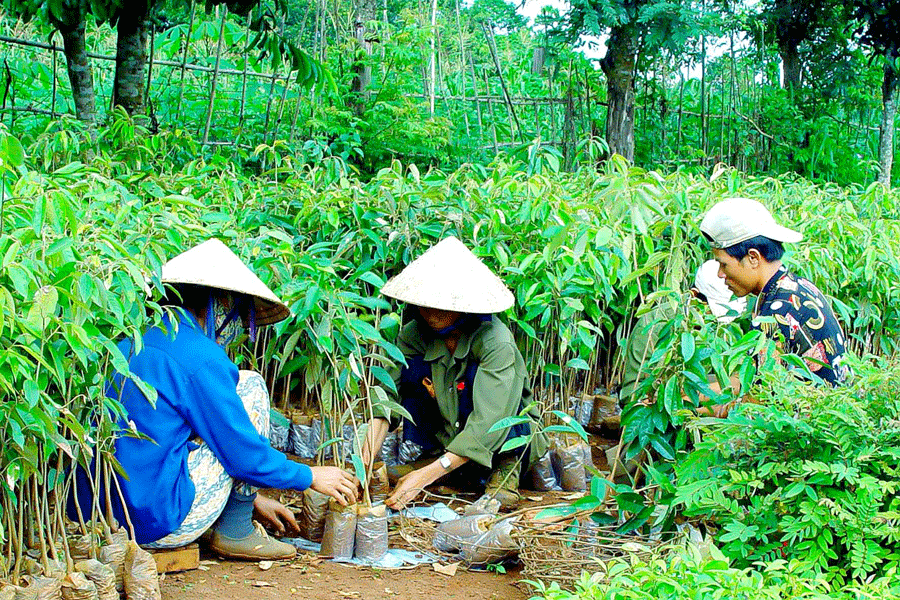 Trồng rừng và sử dụng thông minh đa dạng sinh học có ý nghĩa thế nào trong Kinh tế xanh? 