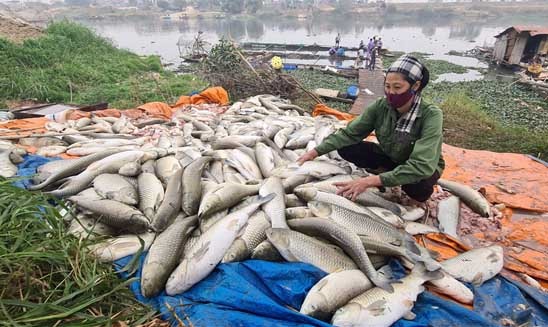 Người dân hoang mang hiện tượng cá chết bất thường ở nhiều địa phương