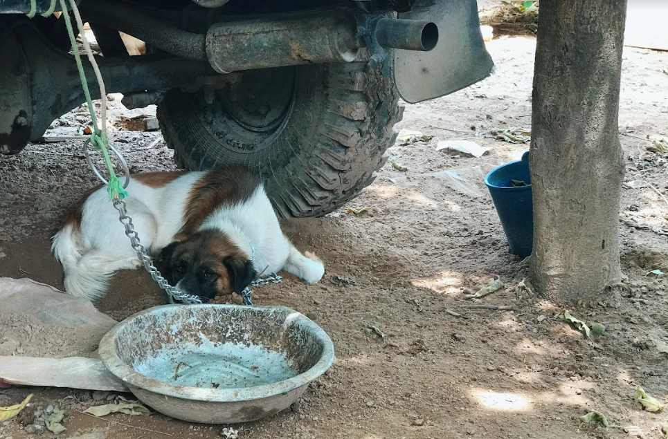 Bãi giữa sông Hồng dần trở lại cuộc sống thường nhật sau ngập lụt